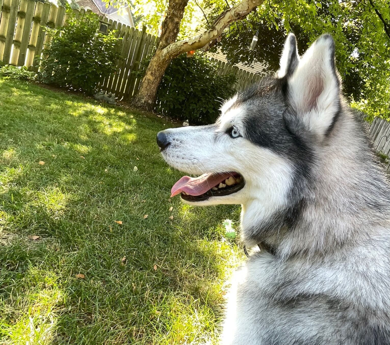 Good boy pose 3